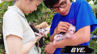 GOOD BYE to kittens, Wawa is Most Important Now | Monkey Wawa