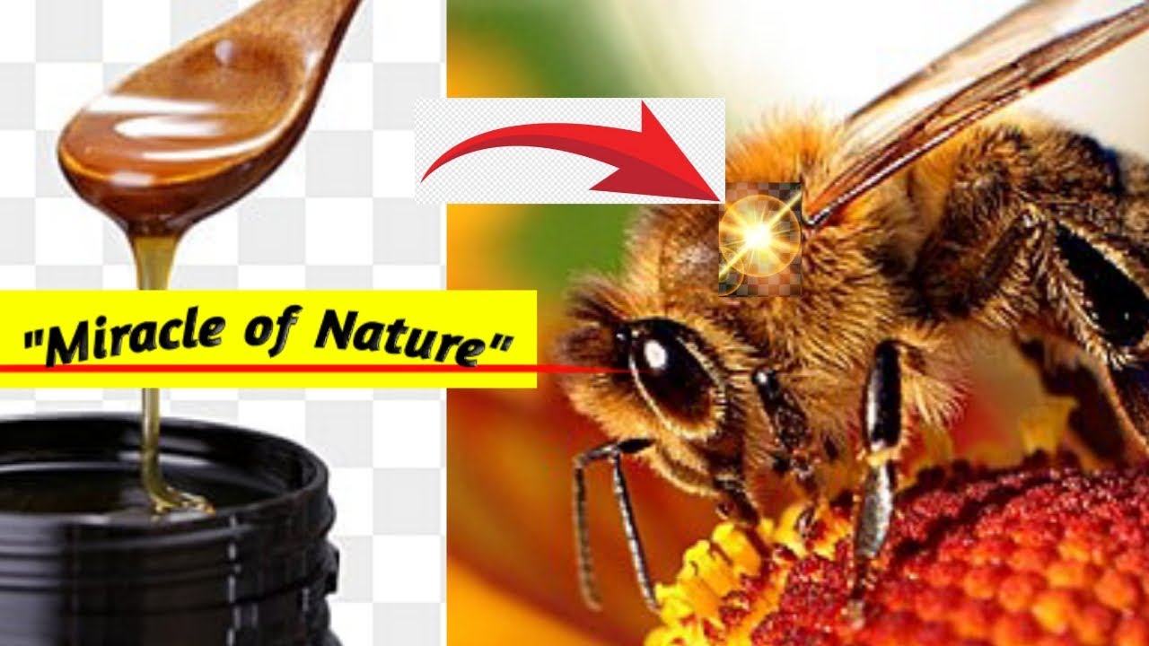 Hard Work Of A Honeybee How Is A Spoonful Of Honey Made hard-work-of-a-honeybee-how-is-a-spoonful-of-honey-made