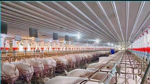 Full video of pig farming and selling pigs to traders