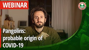 WEBINAR: Pangolins: probable origin of COVID-19 and most trafficked endangered mamma
