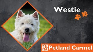 Tail Wagging Wonders: West Highland Terrier Breed