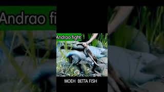 Channa Andrao Berkelahi shorts channa channaandrao breeding