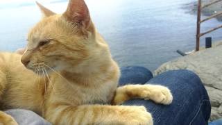 岸壁にいたチャトラ野良猫、顔を見るとこっちへ寄ってきて膝の上に乗ってきた。