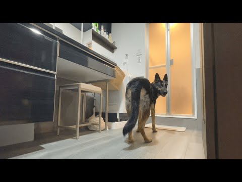 お風呂マットをボロボロにした犯犬の決定的瞬間をとらえました!