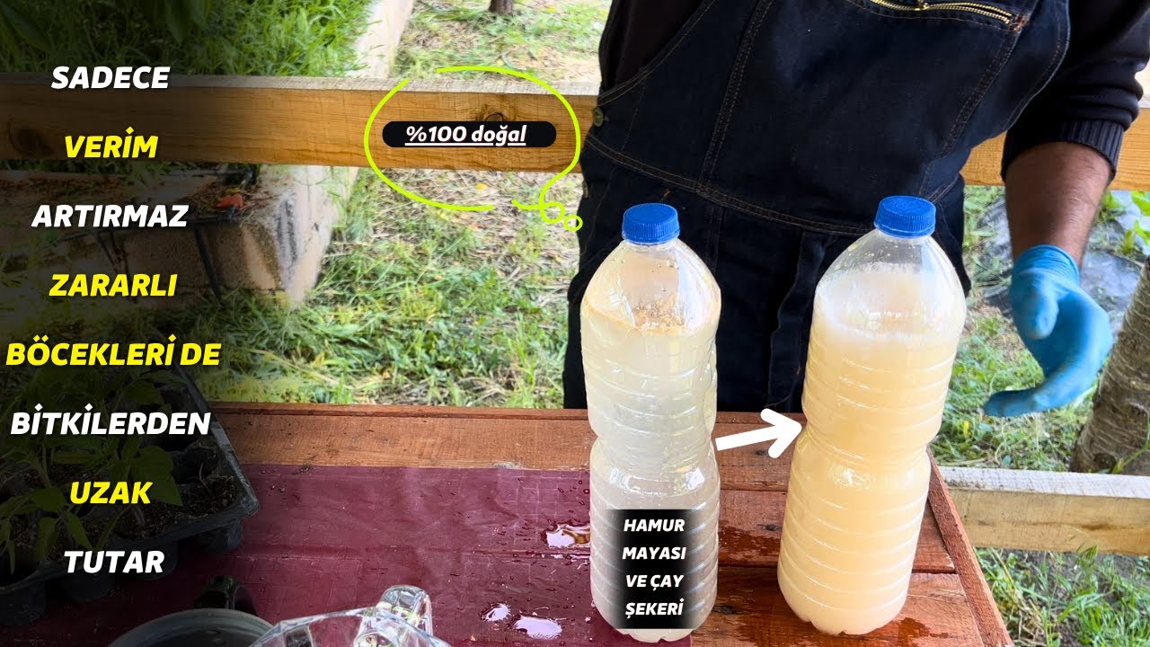 hem verim artırır hem de hastalıklardan ve haşerelerden bitkilerinizi korur hamur mayası şerbeti