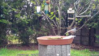 Vörösbegy még itt, rozsdafarkú már itt és a többiek. 2024. március 17-24. by BirdTV Balaton 72 views 1 month ago 7 minutes, 16 seconds