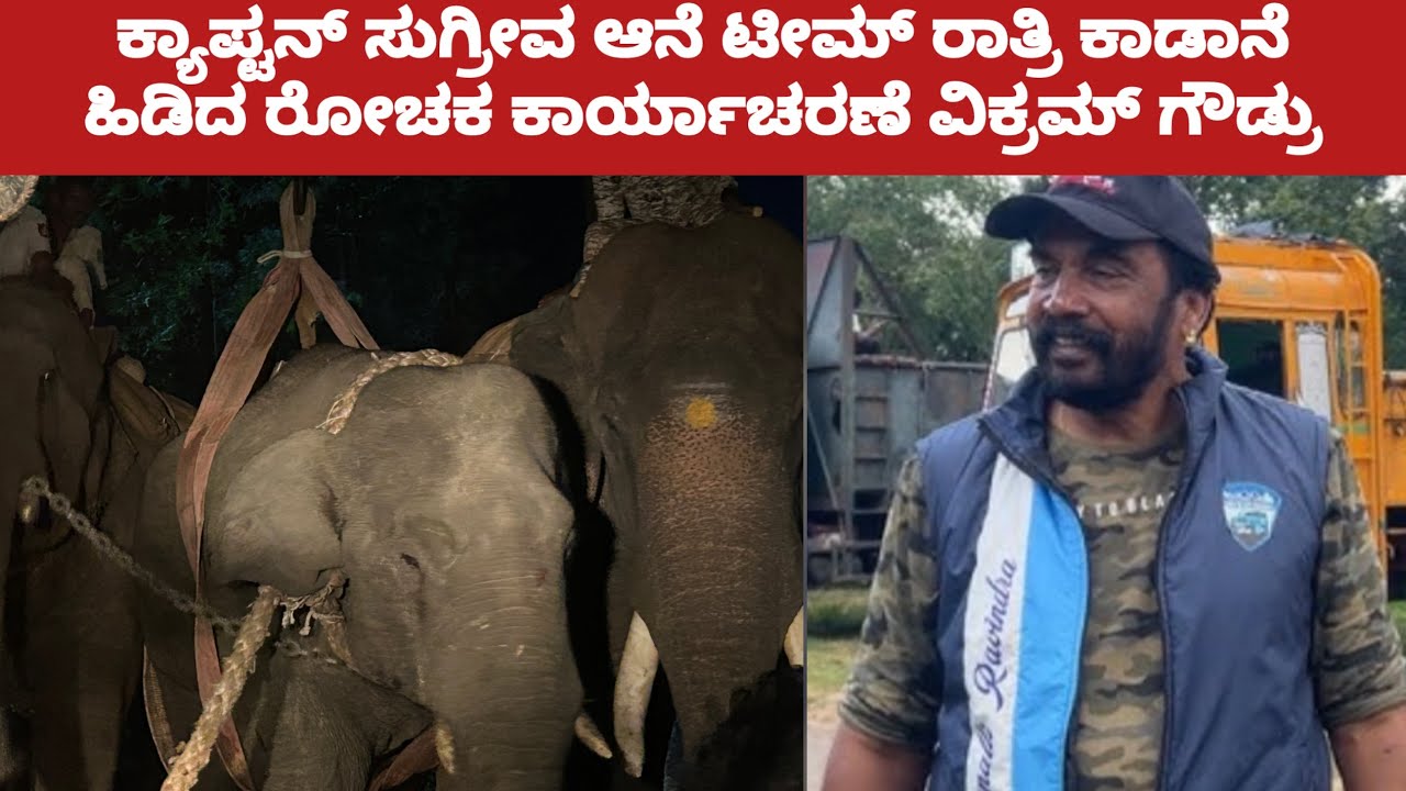 ಸುಗ್ರೀವ ಆನೆ ನಾಯಕತ್ವದಲ್ಲಿ ರಾತ್ರಿ ಕಾಡಾನೆ ಹಿಡಿದರು ವಿಕ್ರಮ್ ಗೌಡ್ರು ಮಾತು ರೋಚಕ | Wildelephant vikram gowdru