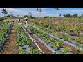 SMART FARMERS USE THIS TOOL! EASY CHILI PLANT WATERING SYSTEM REVEALED!-agriculture farming