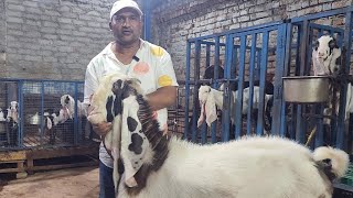 Dilpasand The Super Breeder Ke Male Bache Ek Saath | Asif Bhai Hyderabadi Goats Breeding Setup.
