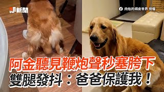 黃金獵犬聽見鞭炮聲 「秒塞爸胯下」雙腿發抖寵物動物狗狗精選影片