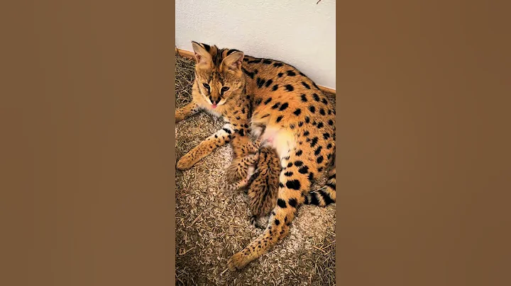 Video 11497951: cat pets, cat facts