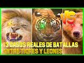 LEON VS TIGRE (13 Casos de Luchas Reales ENCUENTROS FATALES ) QUIEN ES EL MAS FUERTE ? 🦁🆚️🐯