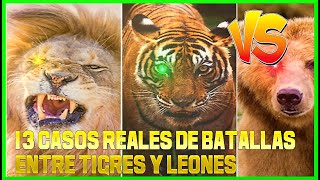 LEON VS TIGRE (13 Casos de  Luchas Reales ENCUENTROS FATALES ) QUIEN ES EL MAS FUERTE ?