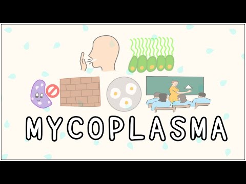 Video: Mycoplasmosis - Symptoms, Treatment, Diagnosis