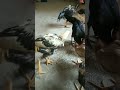 Natu Kodi quality breed #breeder #natukodikura #shorts #chicken
