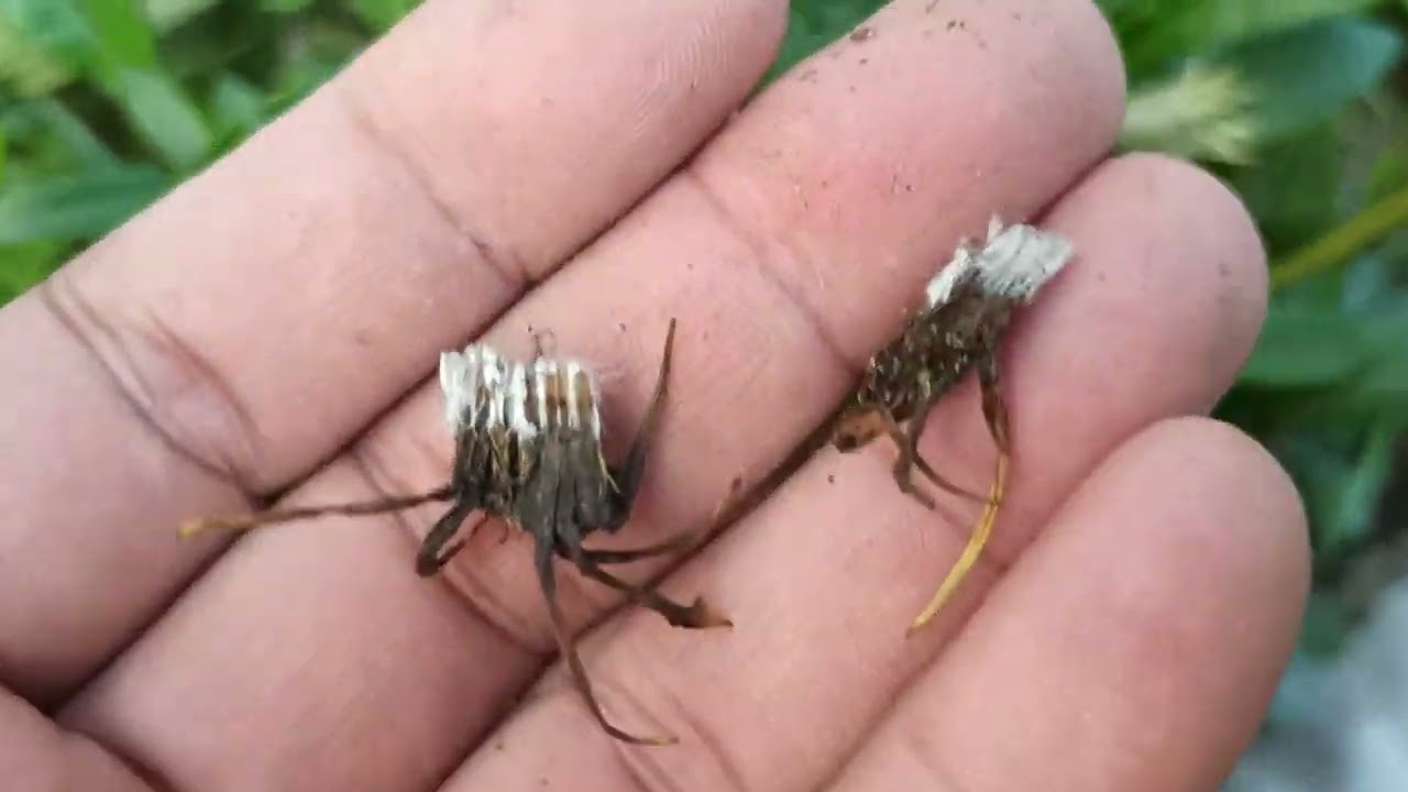 الكزانيا أو الجزانيا ازهار أكثر روعة نبات دائم الخضرة يتكاثر ببساطة بالتفصيخ والبذور يحب شمس مباشرة