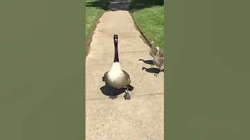 Goose Hissing At Me To Protect The Babies 