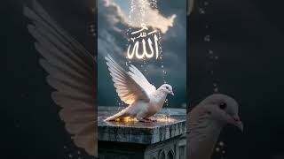 ya Ali Abbas