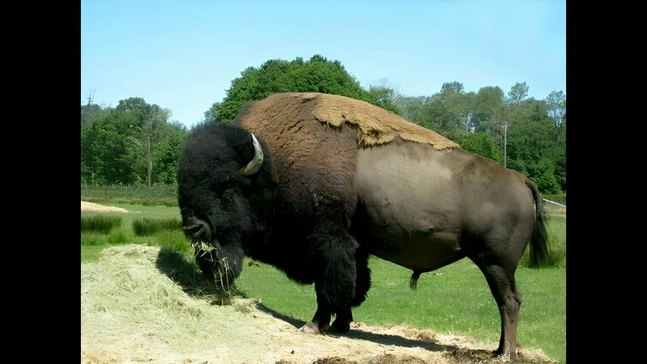 bison sounds YouTube