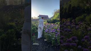 ТАКИХ АСТР ВЫ ЕЩЁ НЕ ВИДЕЛИ#нетипичныйфермер #дача #цветы