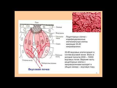 Дубынин В. А. - Физиология сенсорных и двигательных систем -Обонятельная система. Вкусовые рецепторы
