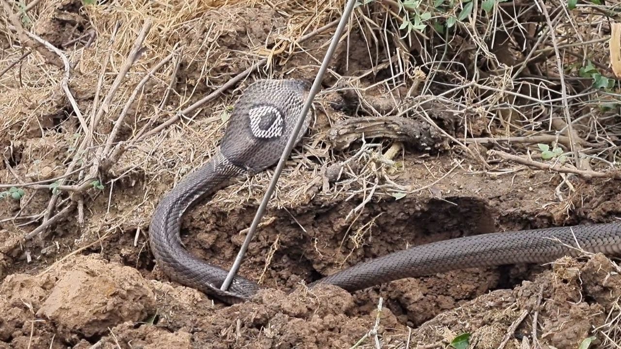 Tập 246 : Lần Đầu Tiên Đào Được Con Hổ Cực Độc Ở Khu Vực Này | Mười Thương Săn Bắt