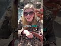 How To Prune Raspberries In Containers
