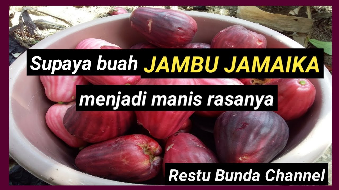 Supaya buah JAMBU JAMAIKA menjadi manis rasanya  #alamseru #KebunBuah