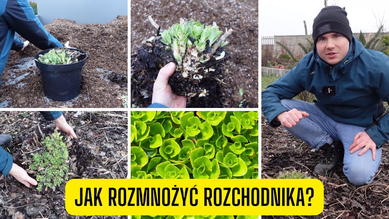 Rozmnażanie Wegetatywne Roślin Jak rozmnożyć rozchodnika przez podział? Prosty sposób na rozmnażanie