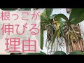 【胡蝶蘭が1番喜ぶ育て方】我が家の胡蝶蘭の根っこが伸びるワケ。