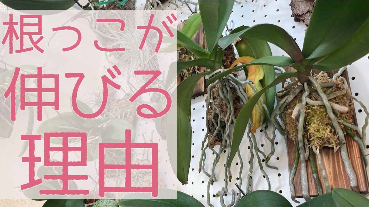 【胡蝶蘭が1番喜ぶ育て方】我が家の胡蝶蘭の根っこが伸びるワケ。
