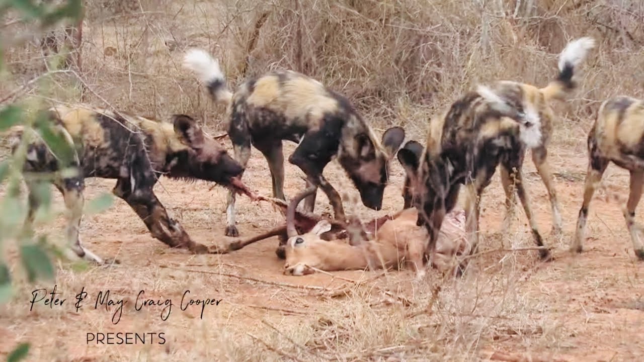 Wild dogs kill on the lower Sabie road YouTube