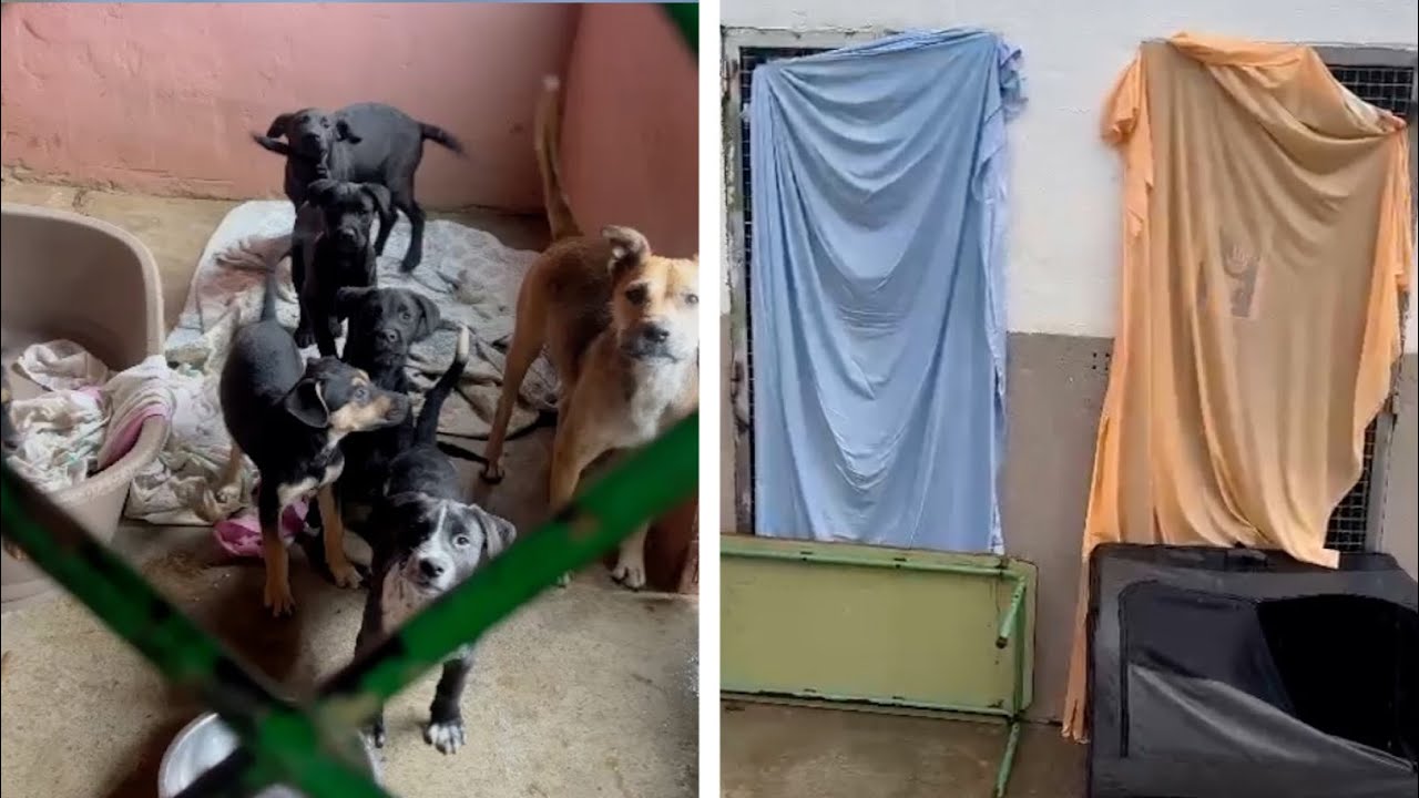 Ayuda urgente para la Protectora: los perros se mojan, necesitan techado