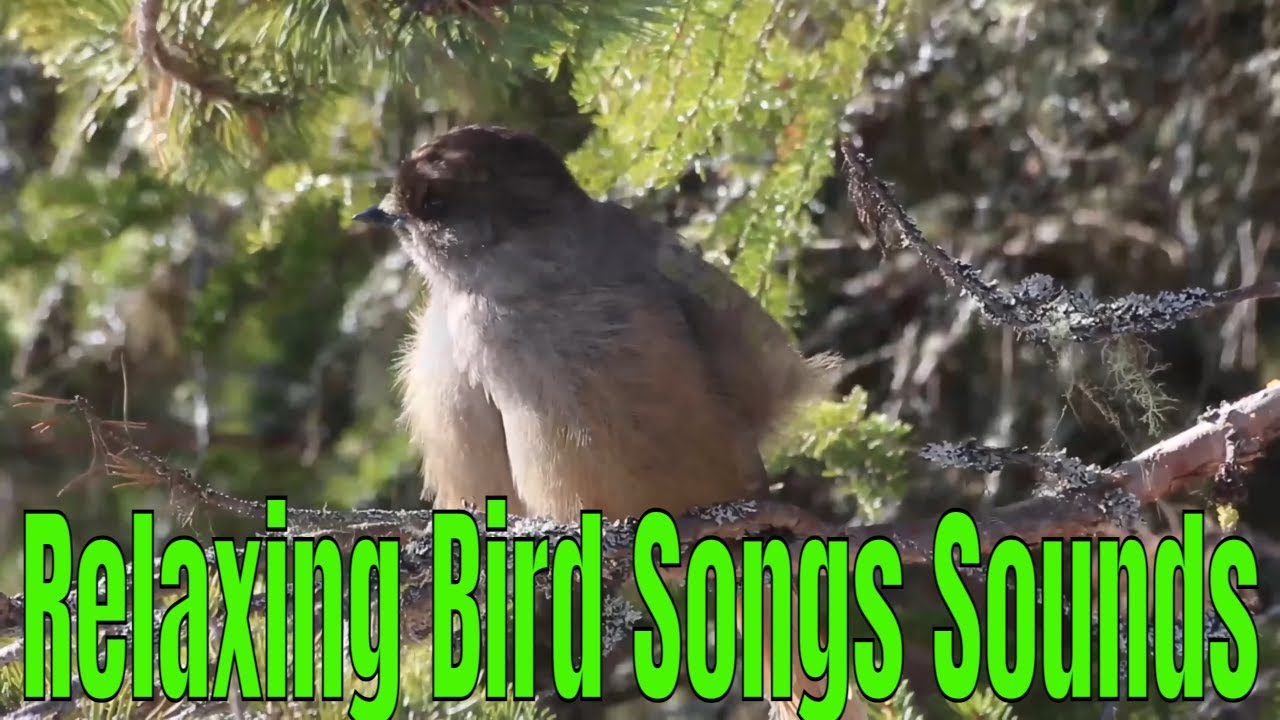 Relaxing Music Sleep Nature Sounds Birds YouTube I Relaxing Bird Songs ...