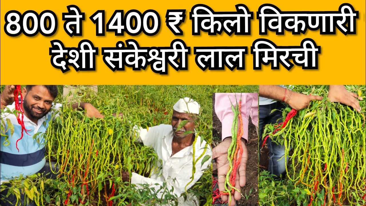 800 ते 1400 रुपये किलो विकणारी देशी संकेश्वरी #लाल मिरची #संकेश्वरी_मिरची