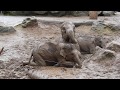 雨の中泥浴びするアジアゾウ Asian elephants mud bath in the rain 2020 0215