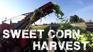 Sweet Corn Harvest
Its corn harvest season on the farm, which is my favorite time of the year. We start to get the colder, crisp foggy mornings as the seasons change and it feels like the finish line for harvest is in sight. We work together with a couple other farms in the area to harvest and haul our sweet corn to Norpac, where itll be processed and canned.
Check your local grocery store for Flav-R-Pac foods, I can vouch for the quality since our farm helped grow it!
Norpacs website: www.norpac.com
Flav-R-Pac: http://www.norpac.com/consumer/products/vegetable-blends Sweet Corn Harvest