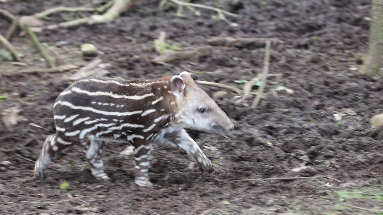 fota 自動車 Tapir Bab yFota Wildlife Park March 2019