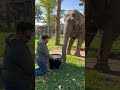 Adorable Elephant Learns to Play the Drums! #Elephants #Shorts