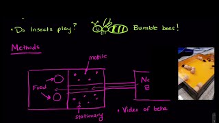 [OLD VIDEO] Are these bees playing ball? | SJK Academy | Neuroscience