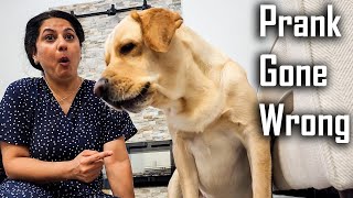 Oh No Buddy Dar Gaya | Prank Gone Wrong on my Dog | Tilts Head