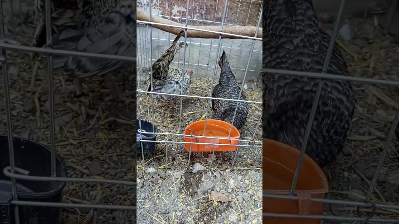 saludos desde criadero Ochoa un trio de bared