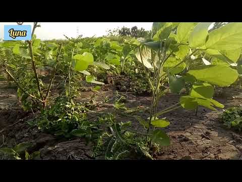 Video: Mengapa Kedelai Disebut Sapi Sayur?