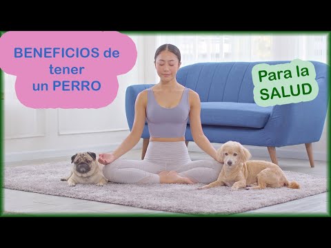 Video: 5 Beneficios Para La Salud Que Puede Esperar Cuando Ayude A Su Perro A Perder Peso