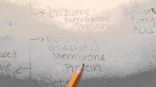 Membrane concept map Michelle Marshall