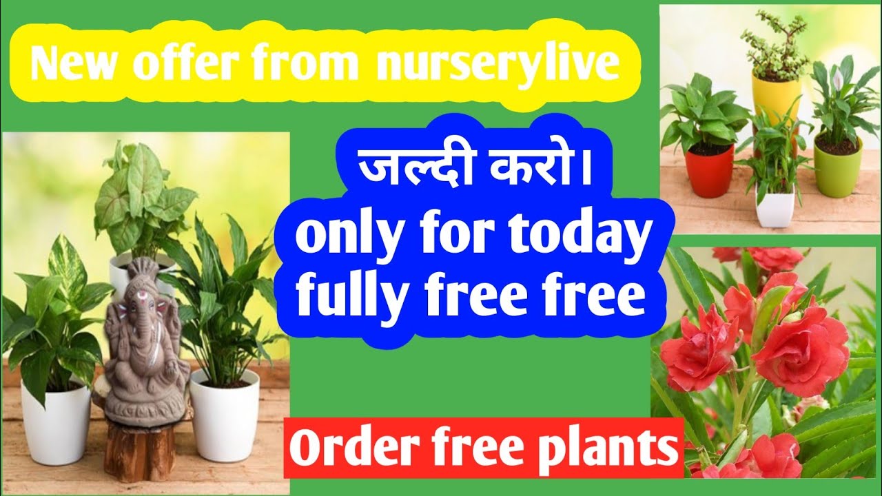 Nursery live new offer!! How to order free plants// by Technical Rajeev.