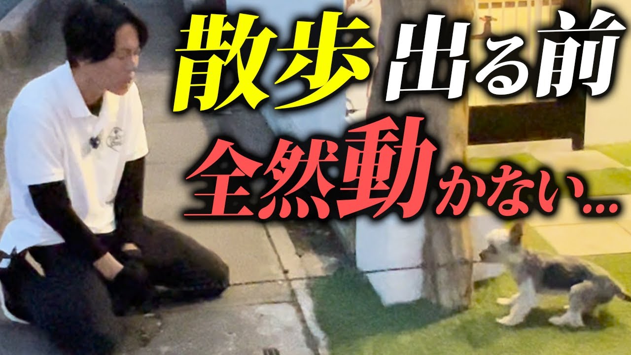 【実録】散歩で地蔵のように動かないヨーキーがスッと歩き出す！警察犬ドッグトレーナーの実践動画