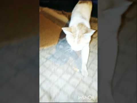 Good cover for the street cats🐈😘❤️#cutecat #kittens #catlovers #kittenlove