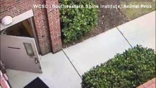 Coyote follows doctor to work