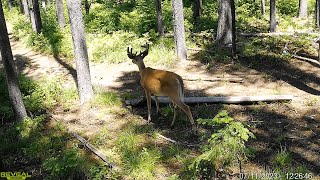 Whitetail Buck Antler Growth Over Six Weeks | Cellular Trail Camera Video